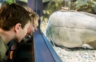 Hier sieht man Kinder vor einem Aquarium und bestauenen die Fische.