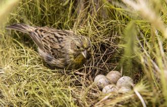 Goldammer-Weibchen mit Nest (© Naturkundemuseum Potsdam