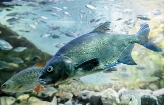 Abtauchen im Aquarium und dabei Hecht, Wels und Co. entdecken (© Naturkundemuseum Potsdam