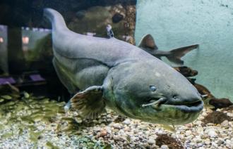 Wels-Weibchen "Weline" vor ihrer Freisetzung (© Naturkundemuseum Potsdam/