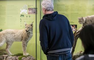 Hier sieht man einen Besucher des Naturkundemuseums der die Vitrinen mit Luchs und Wildkatze begutachtet.