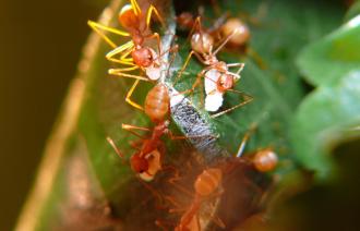 Asiatische Weberameise beim Nestbau