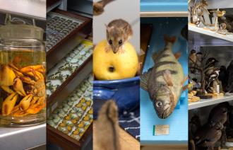 Hier sieht man eine Zusammenstellung der unterschiedlichen Sammlungen des Naturkundemusems.