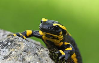 Der Feuersalamander ist das Höhlentier des Jahres 2023 (©blickwinkel