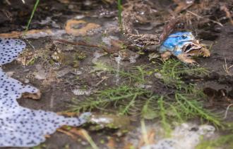 Foto: David Marschalsky, Lizenz: Naturkundemuseum Potsdam
