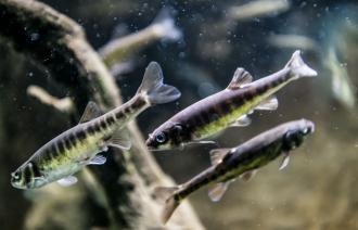 Elritzen im Aquarium, Foto: D. Marschalsky, Lizenz: Naturkundemuseum Potsdam