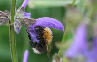 Foto: S. Härtel, Lizenz: S. Härtel