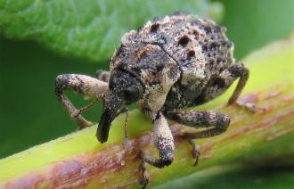 Foto: S. Pollähne, Lizenz: S. Pollähne