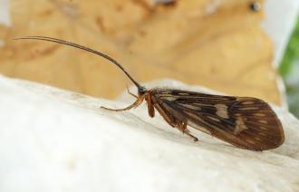 Foto: W. Mey, Lizenz: W. Mey