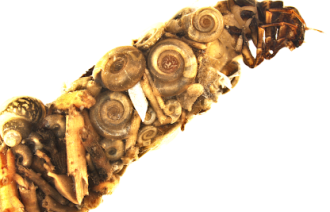 Foto:  M. König, Lizenz: Julius Kühn-Institut Berlin