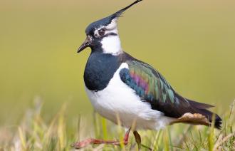 Kiebitz, Foto: Hauke Roy, Lizenz: Hauke Roy - Wikimedia Commons