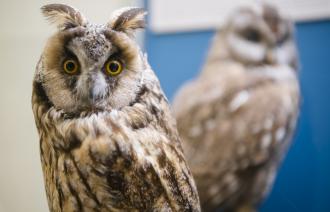Foto: David Marschalsky, Lizenz: Naturkundemuseum Potsdam