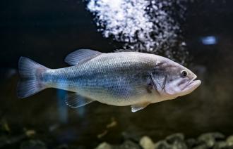 Bei der Fütterung bekommt man auch die unauffälligen Fische zu sehen. , Foto: D. Marschalsky, Lizenz: Naturkundemuseum Potsdam