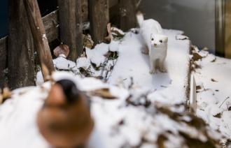 Großes Wiesel im Winterfell, Foto: David Marschalsky, Lizenz: Naturkundemuseum Potsdam