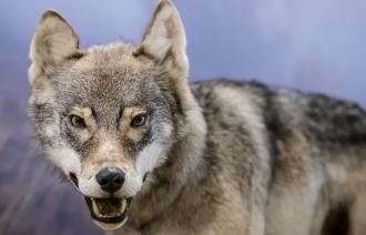 Der Wolf - ein Star im Naturkundemuseum Potsdam, Foto: D. Marschalsky, Lizenz: Naturkundemuseum Potsdam
