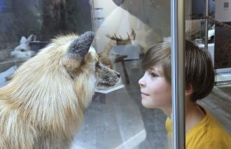 Auf Augenhöhe mit den Tieren im Polarlicht, Foto: Ina Pokorny, Lizenz: Naturkundemuseum Potsdam