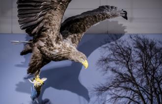 Foto: David Marschalsky, Lizenz: Naturkundemuseum Potsdam
