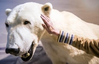 Wie fühlt sich das Fell des Eisbären an?, Foto: D. Marschalsky, Lizenz: Naturkundemuseum Potsdam