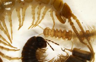 Doppelfüßer (Diplopoda) und Hundertfüßer (Chilopoda) zur Bestimmung unter dem Binokular, Foto: C. Boeckmann, Lizenz: C. Boeckmann