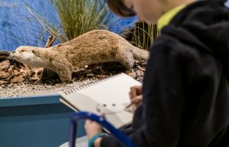 Tieren künstlerisch nahe kommen im Naturkundemuseum Potsdam, Foto: D. Marschalsky, Lizenz: Naturkundemuseum Potsdam