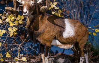 Mufflon mit eingedrehtem Hörnern, Foto: David Marschalsky, Lizenz: Naturkundemuseum Potsdam