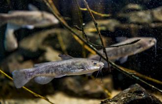 Fisch im Aquarium, Foto: David Marschalsky, Lizenz: Naturkundemuseum Potsdam