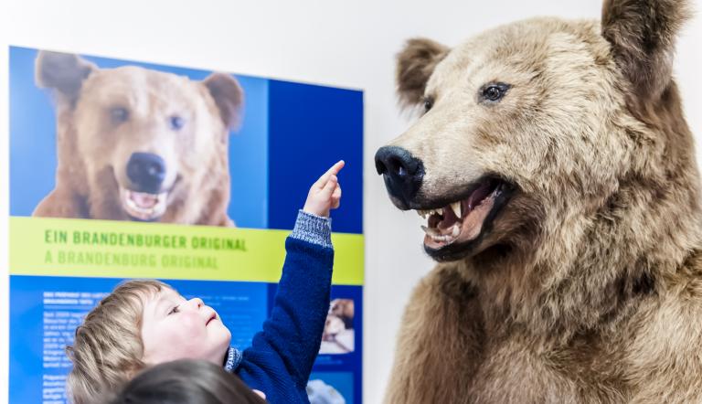 Braunbär Tapsi begrüßt die Museumsgäste