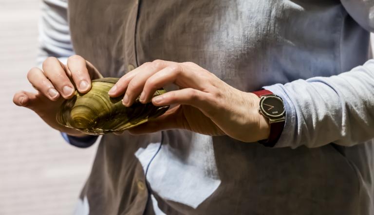 Handstücke der Museumspädagogik. Hier hält ein Mensch eine Muschel in der Hand und untersucht sie.
