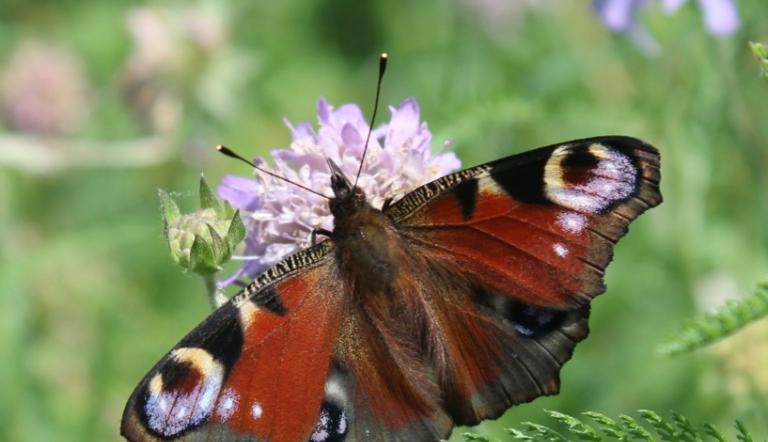 Hier sieht man ein einen roten Schmetterling, der auf einem lila-weißen Blütenstand sitzt.