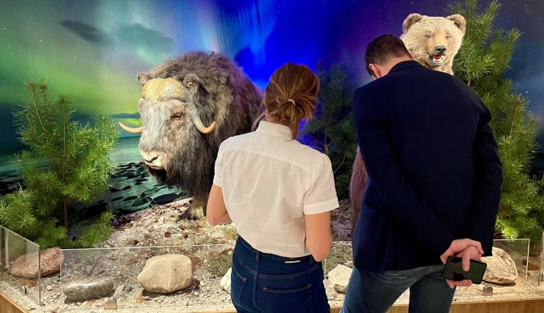 Besuchende betrachten Moschusochse und Grizzly in der Sonderausstellung. Zwei Besuchende betrachten eine Freidarstellung in der AUsstellung "Tiere im Polarlicht".