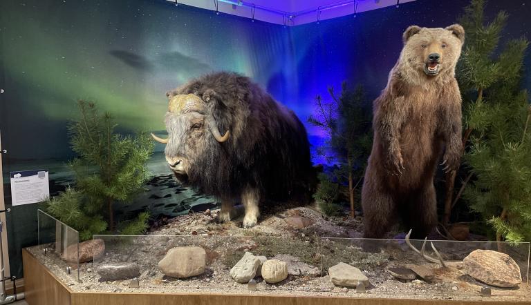 Moschusochse und Braunbär in der Ausstellung "Tiere im Polarlicht" Moschusochse und Braunbär in der Ausstellung "Tiere im Polarlicht"