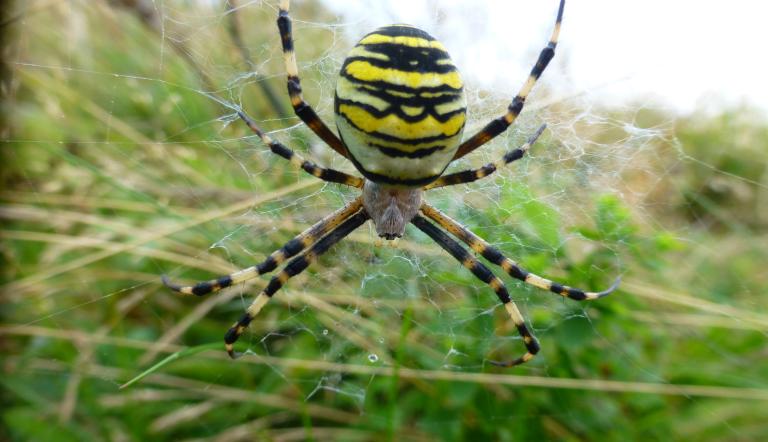 Wespenspinne (Argiope bruennichi)