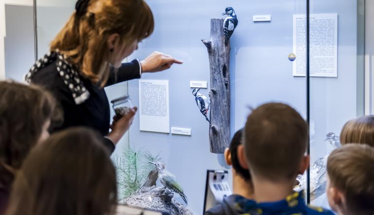 Museumspädagogin zeigt den Kindern präparierte Buntspechte (© Naturkundemuseum Potsdam/