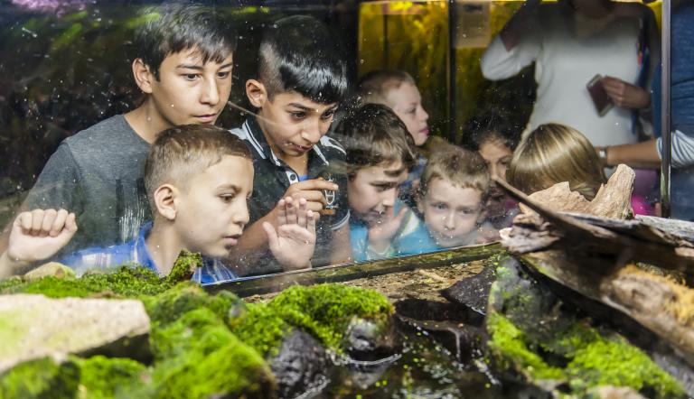 Wer findet den Grasfrosch? Hier sieht man Kinder, welche in einem Aquarium einen Grasfrosch suchen.