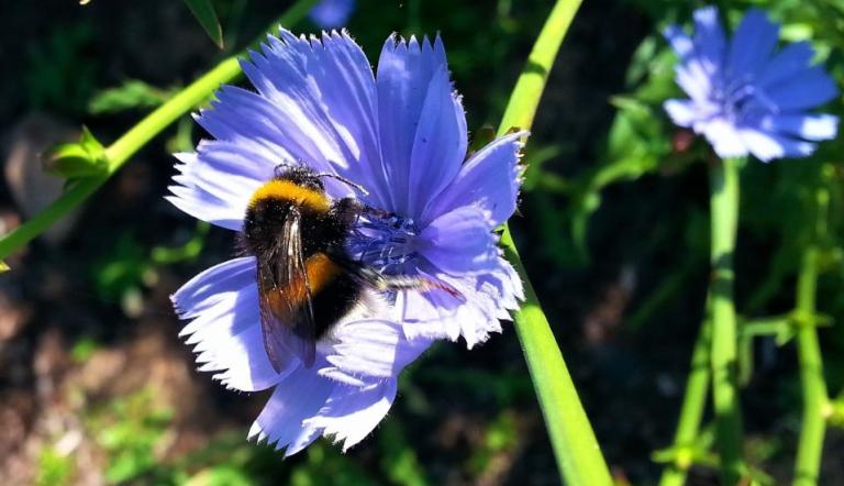 Eine Hummel bei der Nahrungssuche (