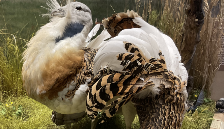 Präparat eines Großtrappen-Männchens (Otis tarda) im neuen Vogelsaal (© NKMP Präparat eines Großtrappen-Männchens (Otis tarda) im neuen Vogelsaal (© NKMP