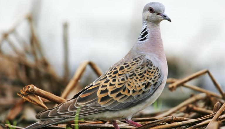 Der Vogel des Jahres 2020, die Turteltaube (?