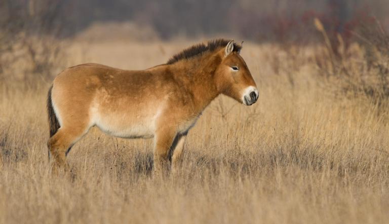 Przewalski-Pferd steht auf einer Wiese ©blickwinkel