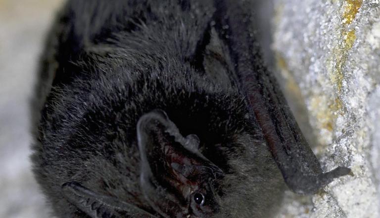 Mops-Fledermaus (© blickwinkel