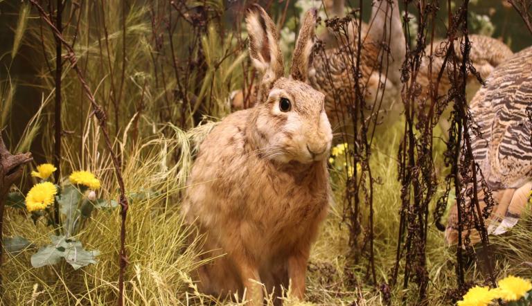 Feldhase in der Großtrappen-Vitrine (© Naturkundemuseum Potsdam