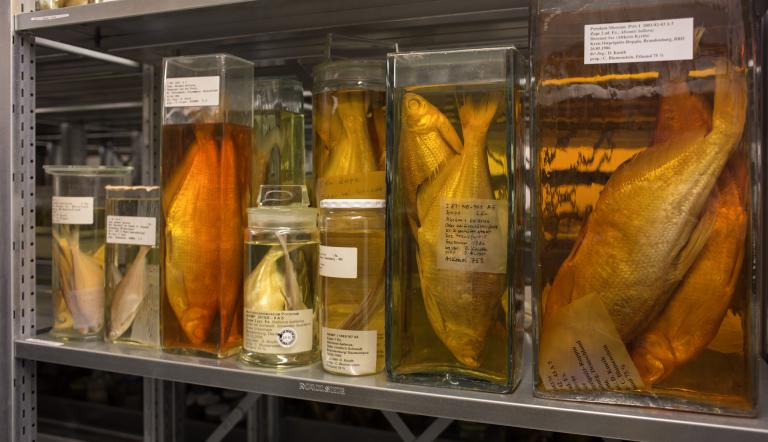 Hier sieht man Sammlungsgläser mit in Alkohol eingelegten Fischen.