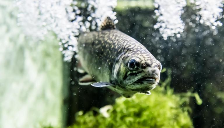 Was fressen unsere Fische im Aquarium? Ein Aquariumsfisch schaut neugierig durch die Scheibe.