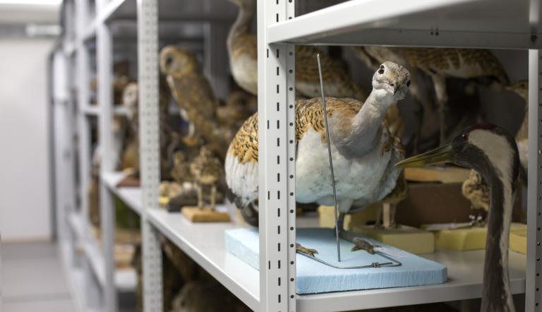 Hier sieht man die Standpräparatsammlung des Museums.