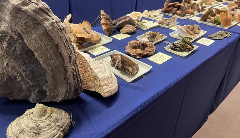 Frischpilz-Ausstellung im Museum
