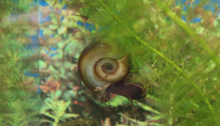 Wasserschnecke (© Naturkundemuseum Potsdam
