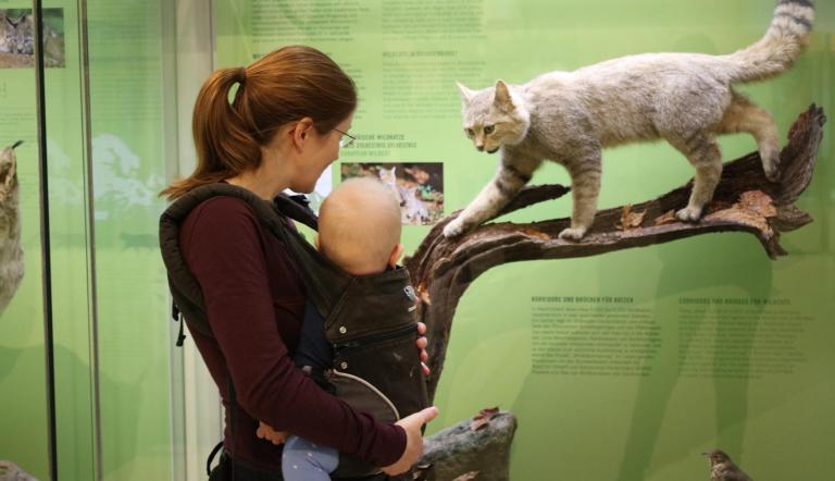 In entspannter Atmosphäre die Tierwelt Brandenburgs entdecken (© Naturkundemuseum Potsdam