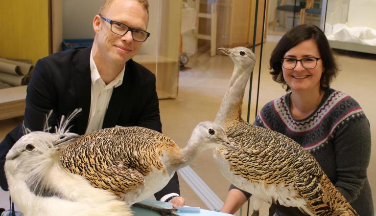 Direktor Dr. Jobst Pfaender und Säugetierkustodin Dr. Ina Pokorny mit Großtrappen, die künftig in einer Großvitrine präsentiert werden (© Naturkundemuseum Potsdam/ Direktor Dr. Jobst Pfaender und Säugetierkustodin Dr. Ina Pokorny halten Präparate von zwei Großtrappen in der Hand, die künftig der neuen Großvitrine des Museums gezeigt werden sollen (© Naturkundemuseum Potsdam/