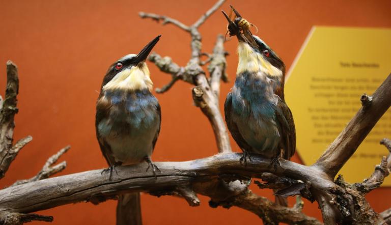 Präparate zweier Bienenfresser (Merops apiaster) in der Sonderausstellung "Mensch Biene!" (© Naturkundemuseum Potsdam/ Präparate zweier Bienenfresser (Merops apiaster) in der Sonderausstellung "Mensch Biene!" (© Naturkundemuseum Potsdam/
