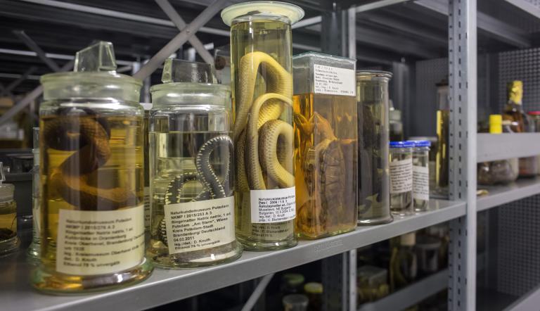 Einblick in die Ethanolsammlung der Lurche und Kriechtiere. Hier sieht man Sammlungsgläser mit in Alkohol eingelegten Reptilien und Amphibien..