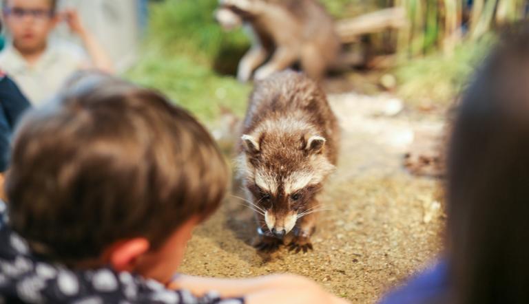 Präparat eines Waschbären in Freidarstellung. Hier sieht man das Präparat eines Waschbären in einer Freidarstellung.